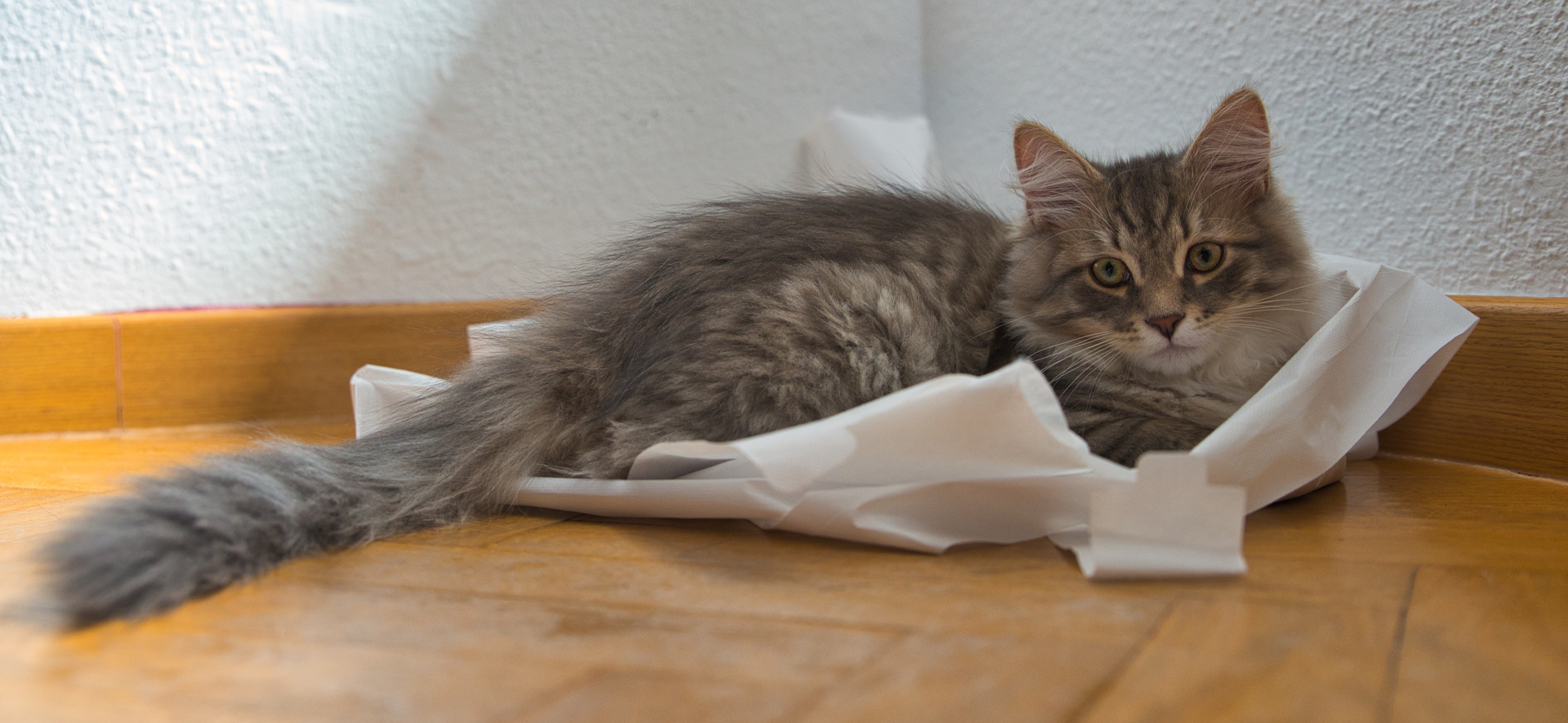 cambios de comportamiento en gatos